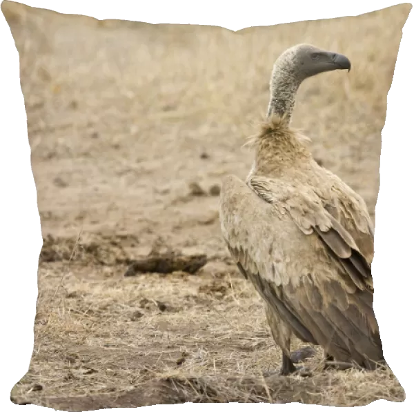 African White-backed Vulture, Gyps africanus
