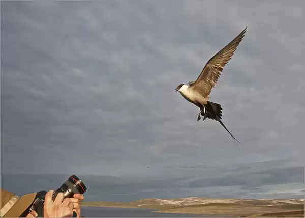 Long-tailed Skua adult defending its nest, Norway