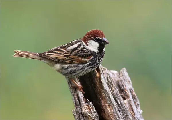 Spanish Sparrow male, Passer hispaniolensis, Spain