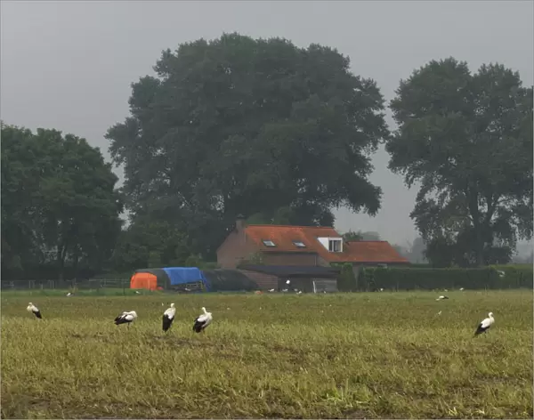 White Stork foraging in meadow, Ciconia ciconia, Netherlands
