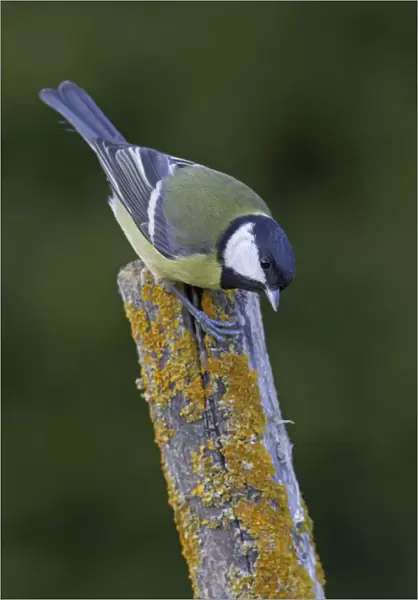 Great Tit perched on a pole, Parus major, Norway