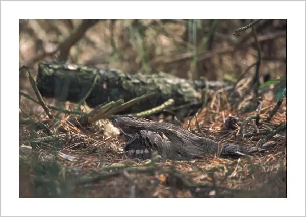 European Nightjar perched on ground under tree, Caprimulgus europaeus