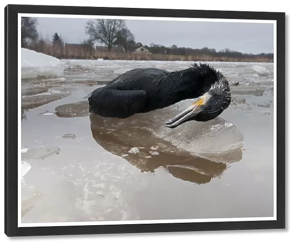 Great Cormorant dead on the ice, Phalacrocorax carbo, The Netherlands