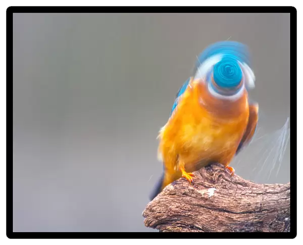 Common Kingfisher head shaking from water, Alcedo atthis