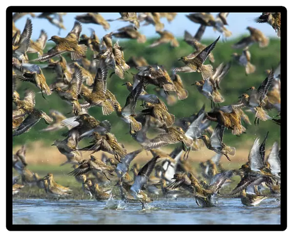 Flock of flying migrating European Golden Plovers, Pluvialis apricaria, Holland