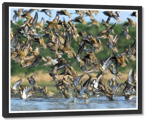 Flock of flying migrating European Golden Plovers, Pluvialis apricaria, Holland
