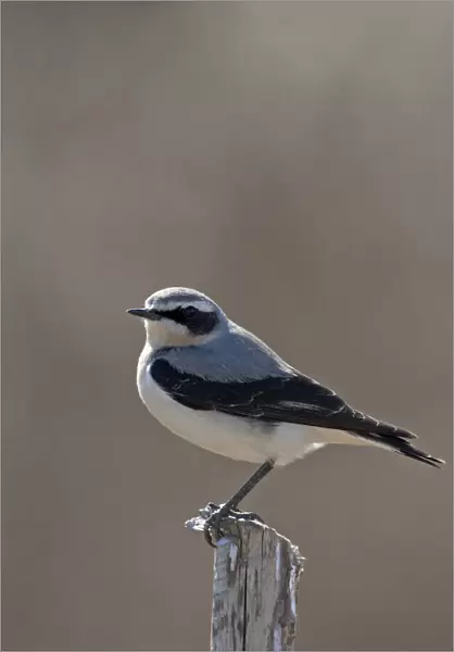 Northern Wheatear male perched on branch, Oenanthe oenanthe, Finland