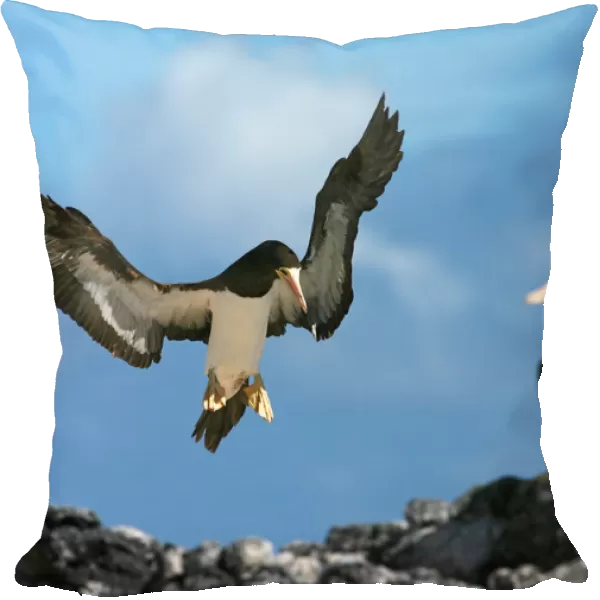 Brown Booby flying, Sula leucogaster