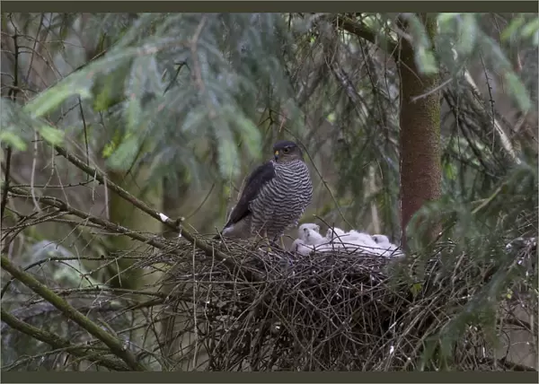 Adult Eurasian Sparrowhawk at nest with young, Accipiter nisus, The Netherlands