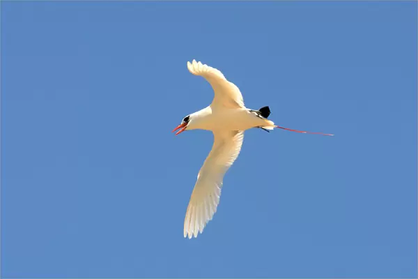 Red-tailed Tropicbird in flight, Phaethon rubricauda