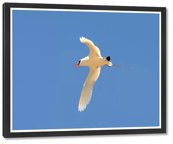 Red-tailed Tropicbird in flight, Phaethon rubricauda