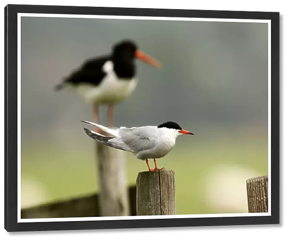 Common Tern with Oystercatcher in background, Sterna hirundo, The Netherlands