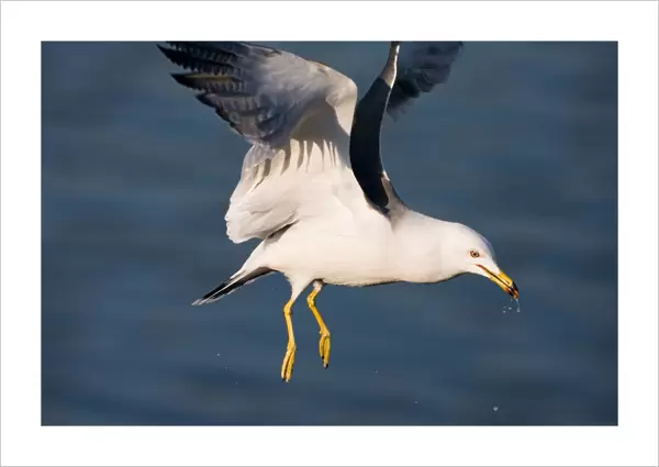 Black-tailed Gull adult flying, Larus crassirostris