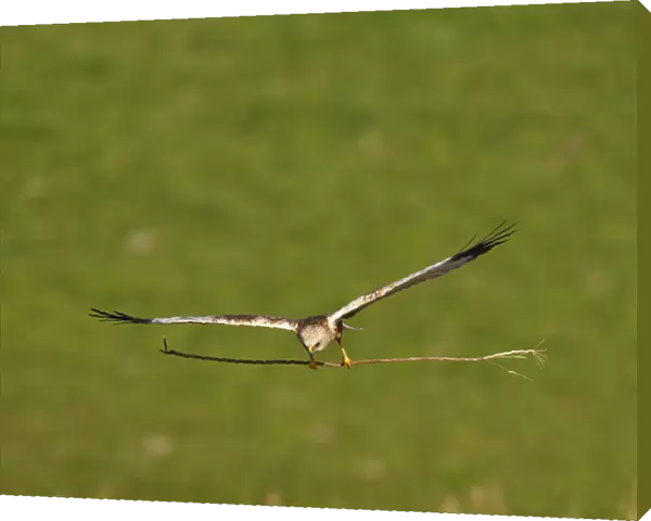 Male Marsh Harrier with nestmaterial in flight, The Netherlands