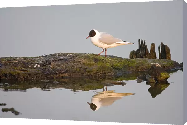 Black-headed Gull adult perched with image reflected in water, Chroicocephalus ridibundus