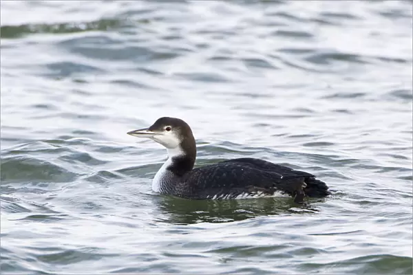 Great Northern Diver, The Netherlands