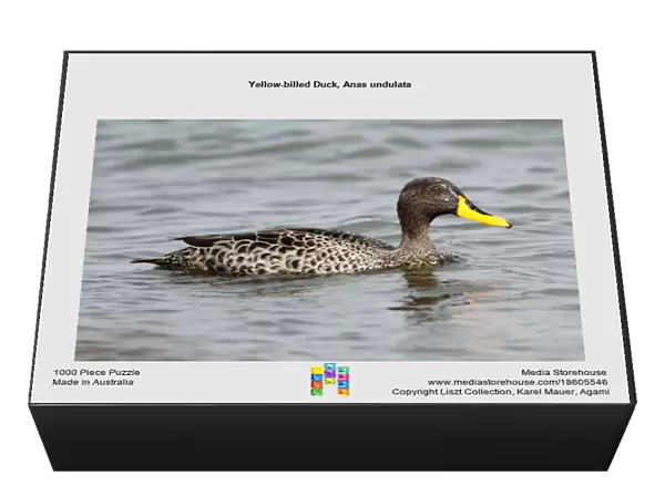 Yellow-billed Duck, Anas undulata
