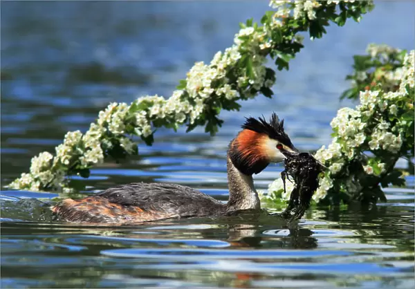 Great Crested Grebe with nesting material, Podiceps cristatus