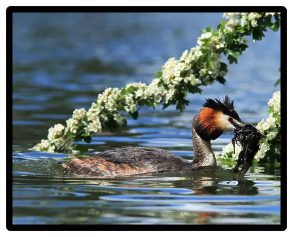 Great Crested Grebe with nesting material, Podiceps cristatus