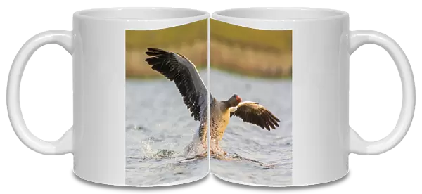 Greylag Goose landing in water, Anser anser