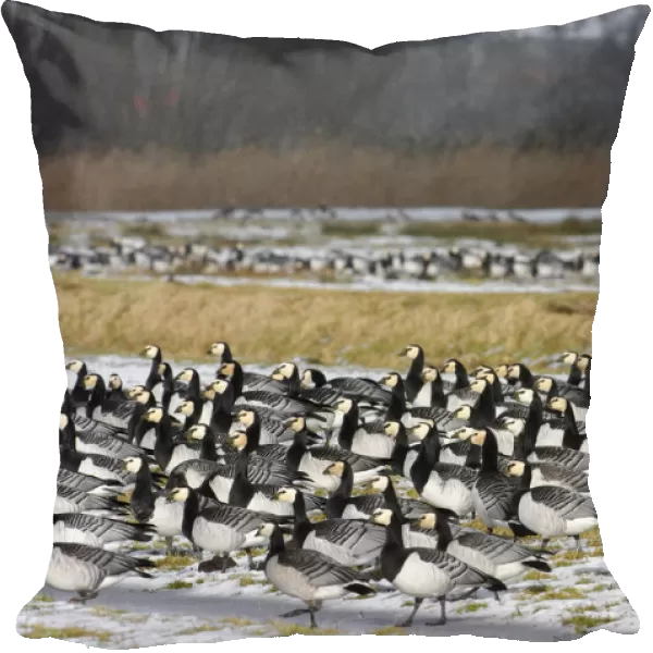 Large group of wintering Barnacle Geese, The Netherlands
