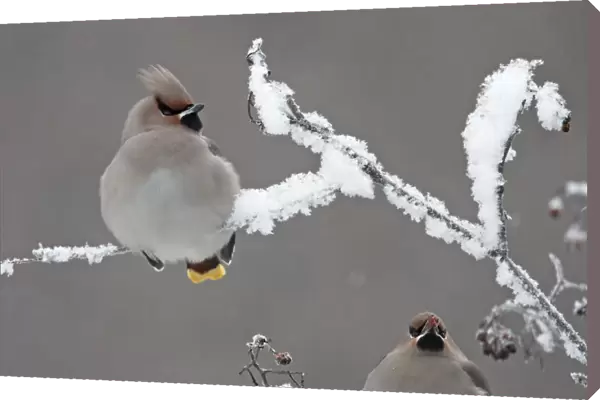 Bohemian Waxwing sitting on snow covered branch, Bombycilla garrulus, Norway