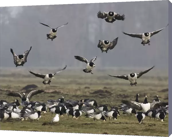 Group of Barnacle Geese in flight, The Netherlands