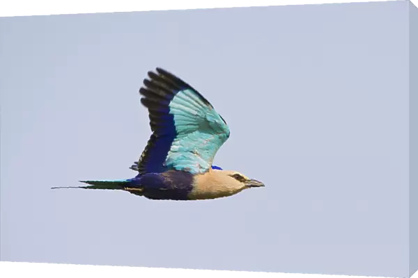 Blue-bellied Roller adult flying, Coracias cyanogaster