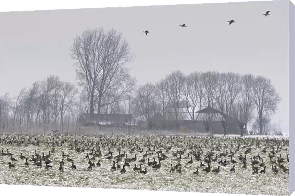 Large group of wintering Barnacle Geese and Greater White-fronted Geese, The Netherlands
