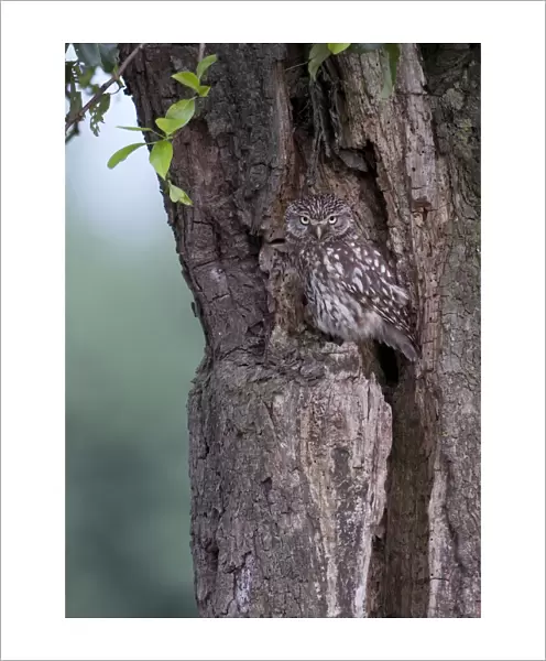 Little Owl perched in old tree, Athene noctua, The Netherlands
