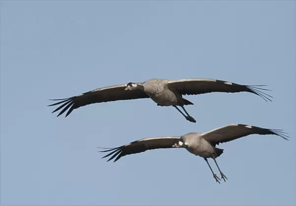Common Crane pair flying, Grus grus, Norway