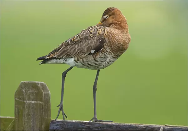 Black-tailed Godwit standing on a fence, Limosa limosa, The Netherlands