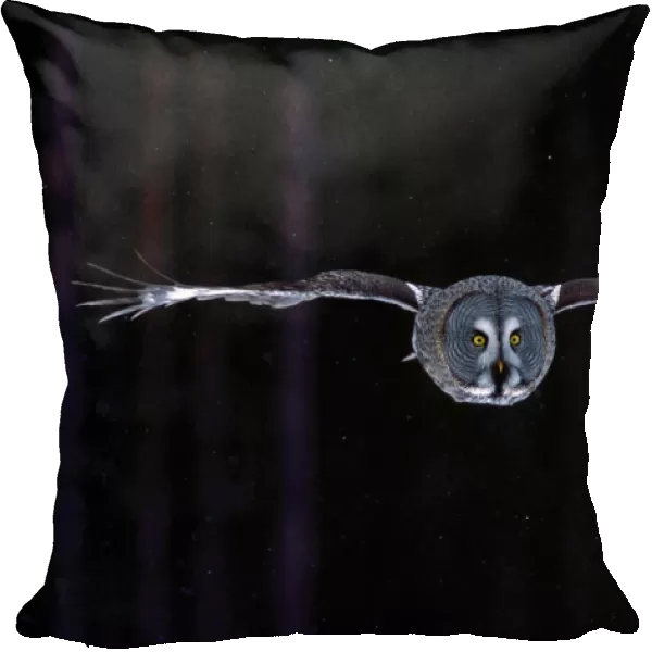 Great Grey Owl adult hunting, Strix nebulosa, Norway