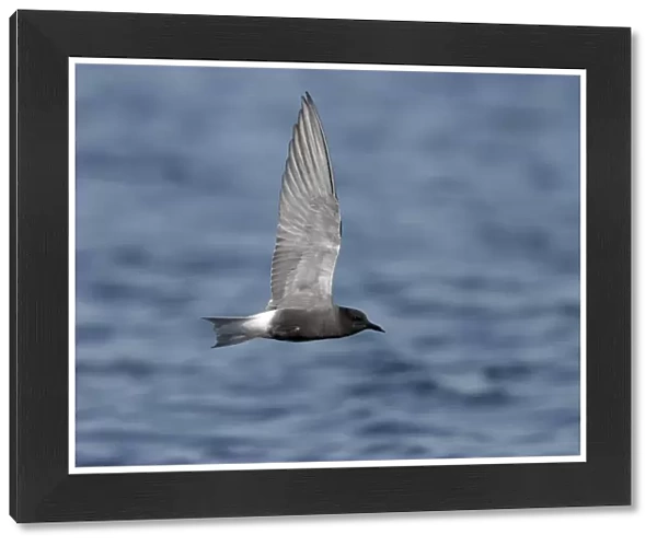 Black Tern adult flying, Chlidonias niger