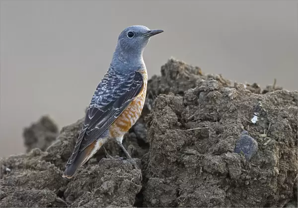 Rufous-tailed Rock Thrush adult male standing, Sultanate of Oman