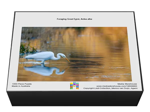 Foraging Great Egret, Ardea alba