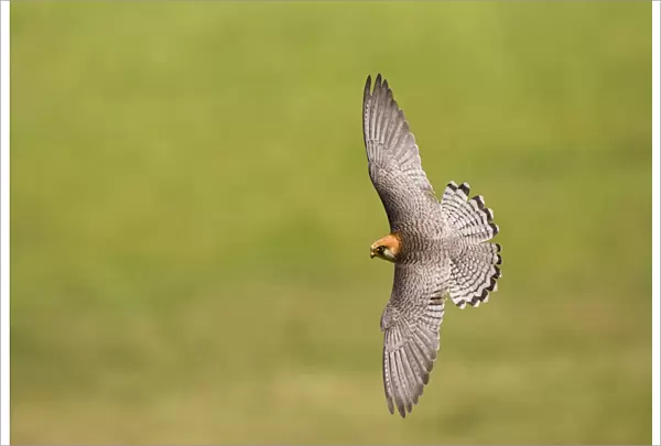 Red-footed Falcon, Falco vespertinus