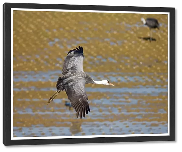 Hooded Crane flying, Grus monacha