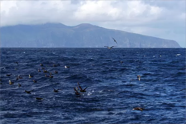 Seabirds in front of Gough Island, Tristan da Cunha group