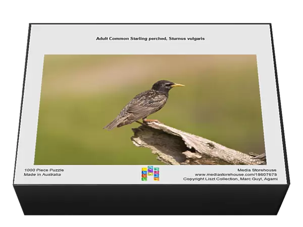 Adult Common Starling perched, Sturnus vulgaris