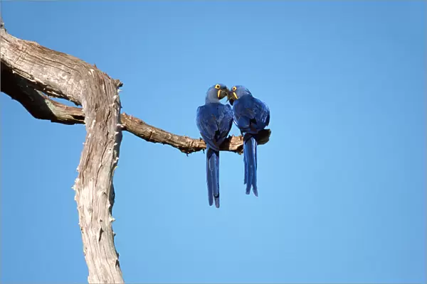 Hyacinth Macaw pair perched, Anodorhynchus hyacinthinus