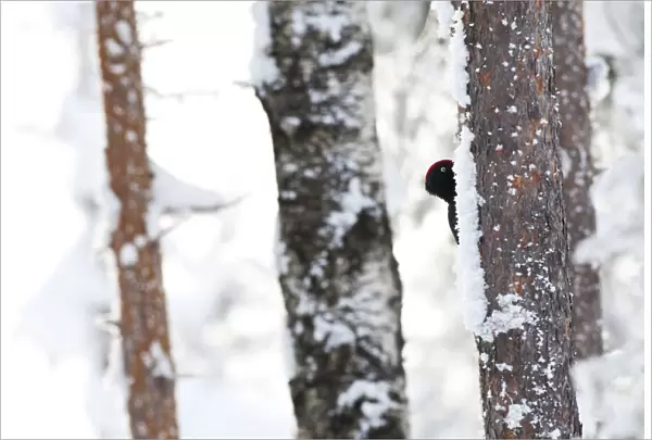 Black Woodpecker perched against a tree in a snow covered taiga forest, Dryocopus martius, Finland
