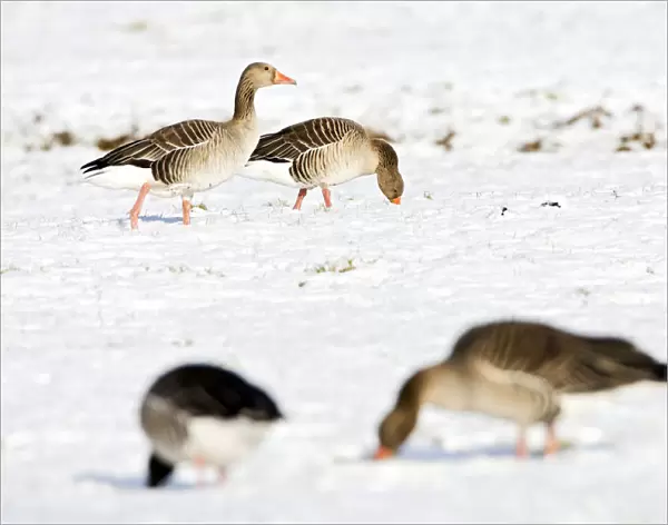 Grey-lag Goose in snow