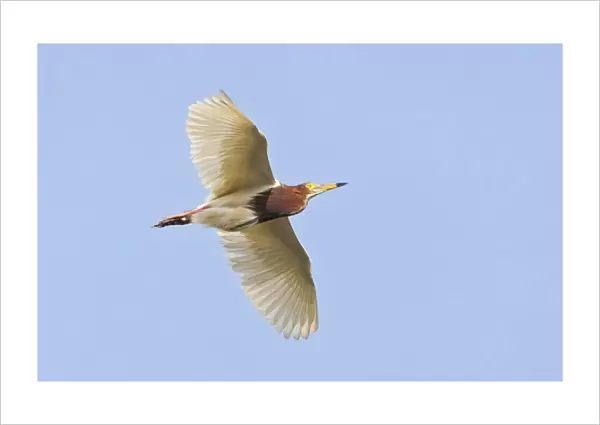 Chinese Pond-Heron (Ardeola bacchus) in flight, China