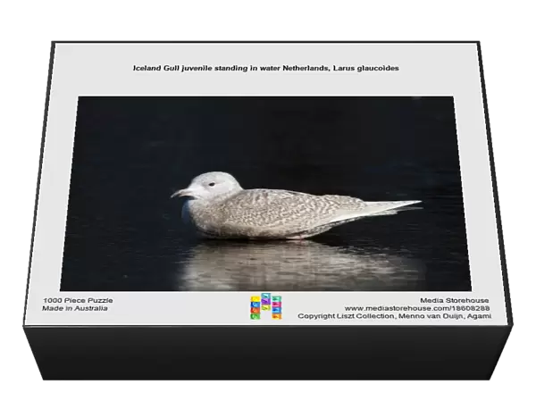 Iceland Gull juvenile standing in water Netherlands, Larus glaucoides