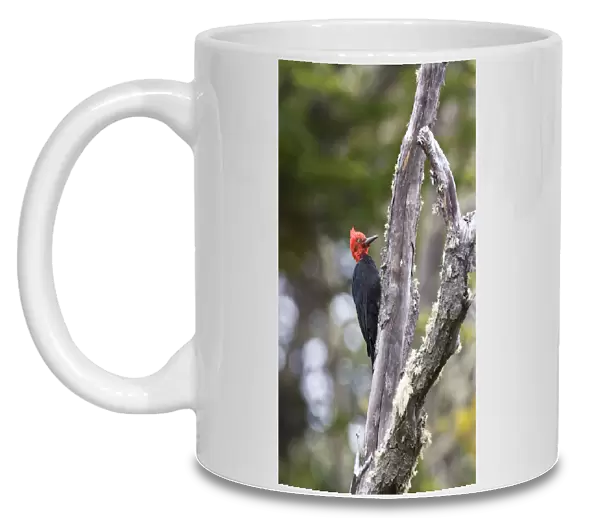 Male Magellanic Woodpecker, Campephilus magellanicus