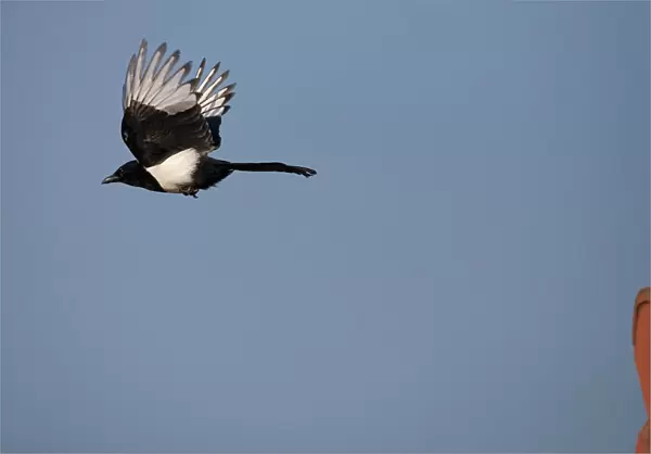 Eurasian Magpie flying, Pica pica