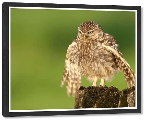 Little Owl adult preening Netherlands, Athene noctua