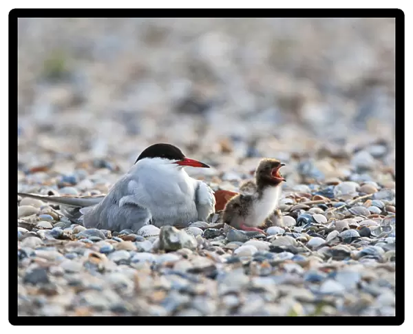 Common Tern adult with young begging for food, Sterna hirundo
