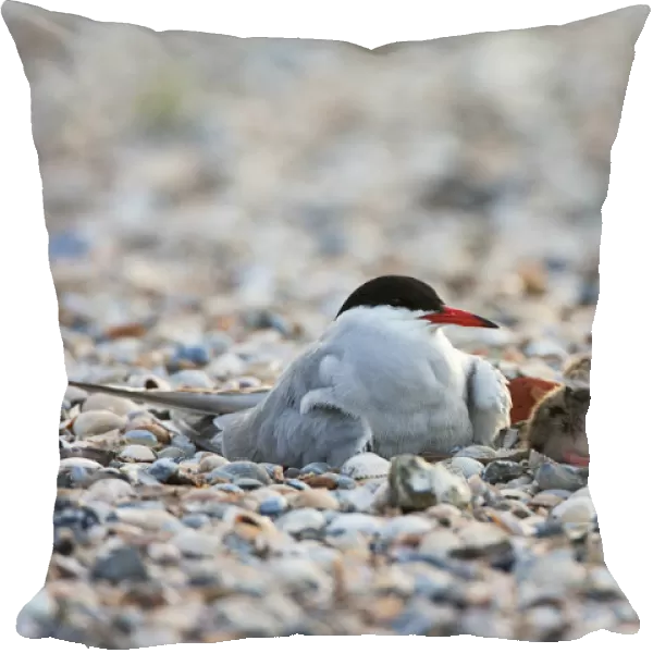 Common Tern adult with young begging for food, Sterna hirundo